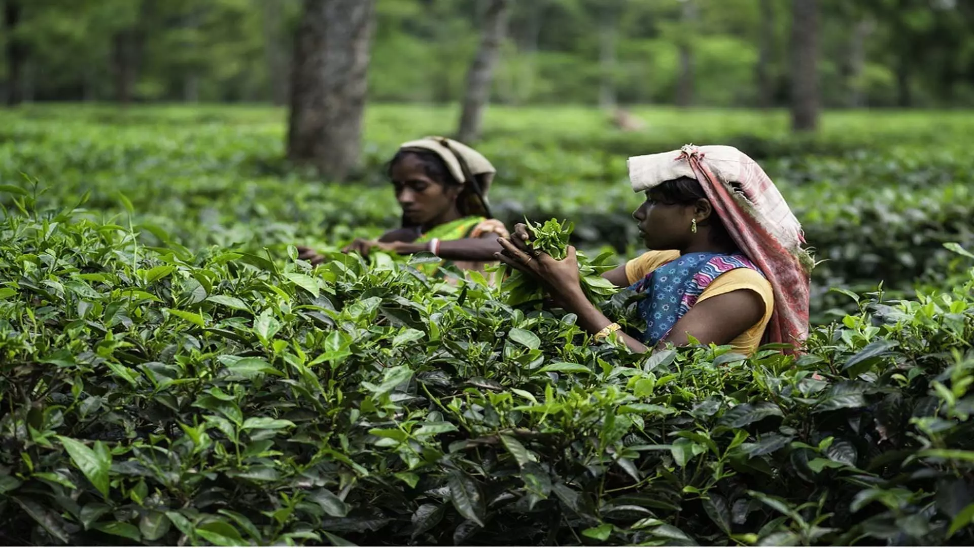 Kolkata News: चाय बोर्ड ने फसल बीमा पर विचार करने के लिए कार्य समूह का गठन किया