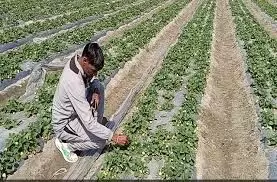 Motihari: परंपरागत खेती से हटकर नई तकनीक से खेती करने की जरूरत