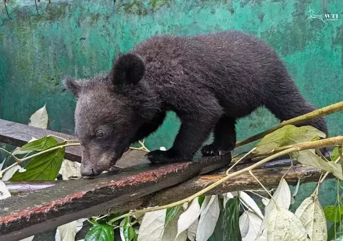 Arunachal : बचाए गए अनाथ भालू शावक सीबीआरसी में सक्रिय