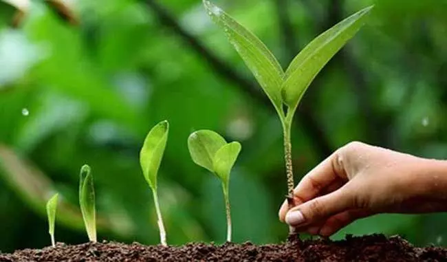 Sikar: प्रारंभिक शिक्षा कार्यालय परिसर में पौधरोपण महाअभियान का शुभारंभ हुआ