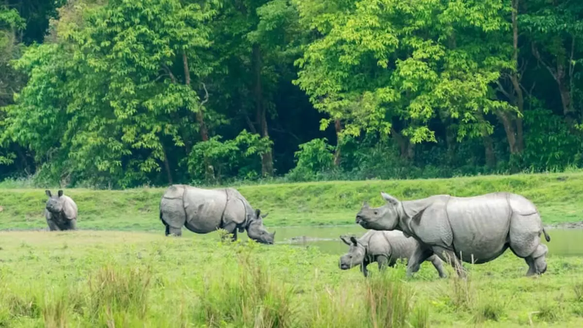 ASSAM : बाढ़ में काजीरंगा राष्ट्रीय उद्यान के 174 जानवर मारे गए