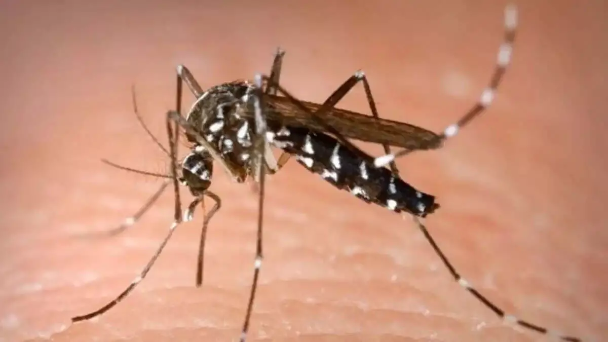 Life Style :  डेंगू बच्चों को आसानी से शिकार बनाता