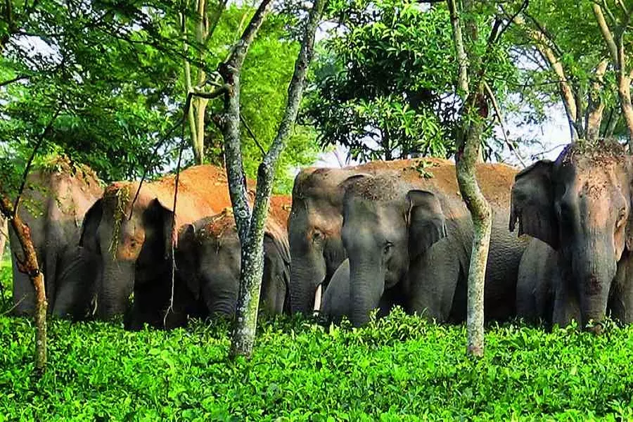 Lohardaga : भंडरा में हाथियों ने डाला डेरा, दहशत में ग्रामीण