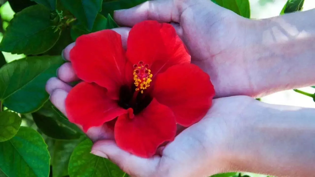 Vastu Tips: गुड़हल के फूल से वास्तु के इन 5 उपायों को करे, बदल जाएगा किस्मत