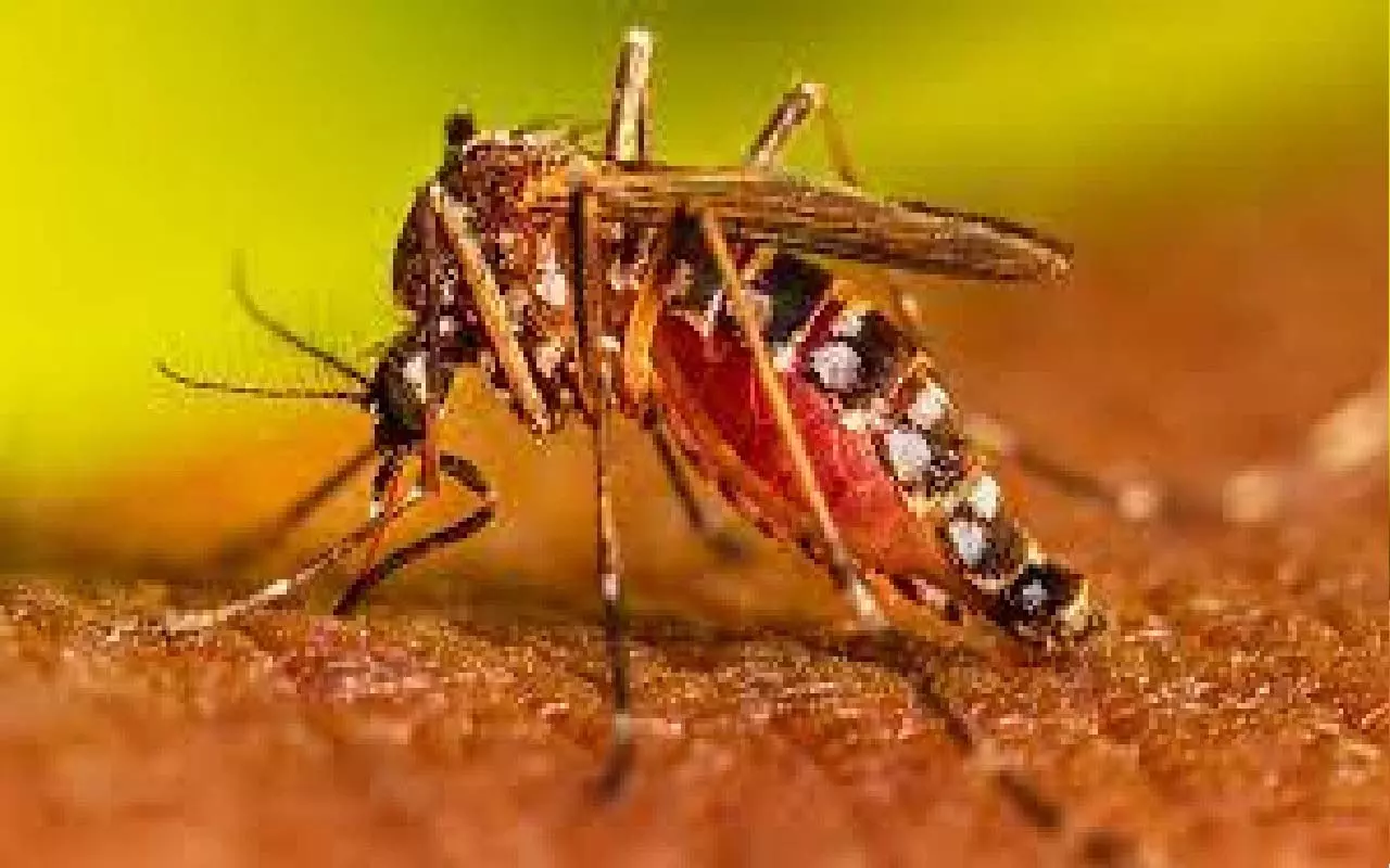 Dengue-Malaria की चपेट में आए 100 से अधिक लोग, जारी हुआ Alert