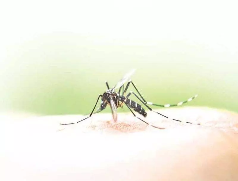 Punjab : पटियाला में डेंगू का एक और डायरिया के पांच मामले सामने आए