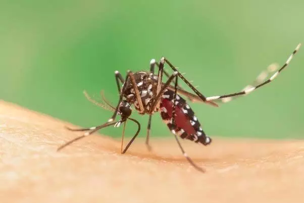 Monsoon में दिनों-दिन फैल रहे डेंगू की रोकथाम के लिए अपनाये ये घरेलू उपाय