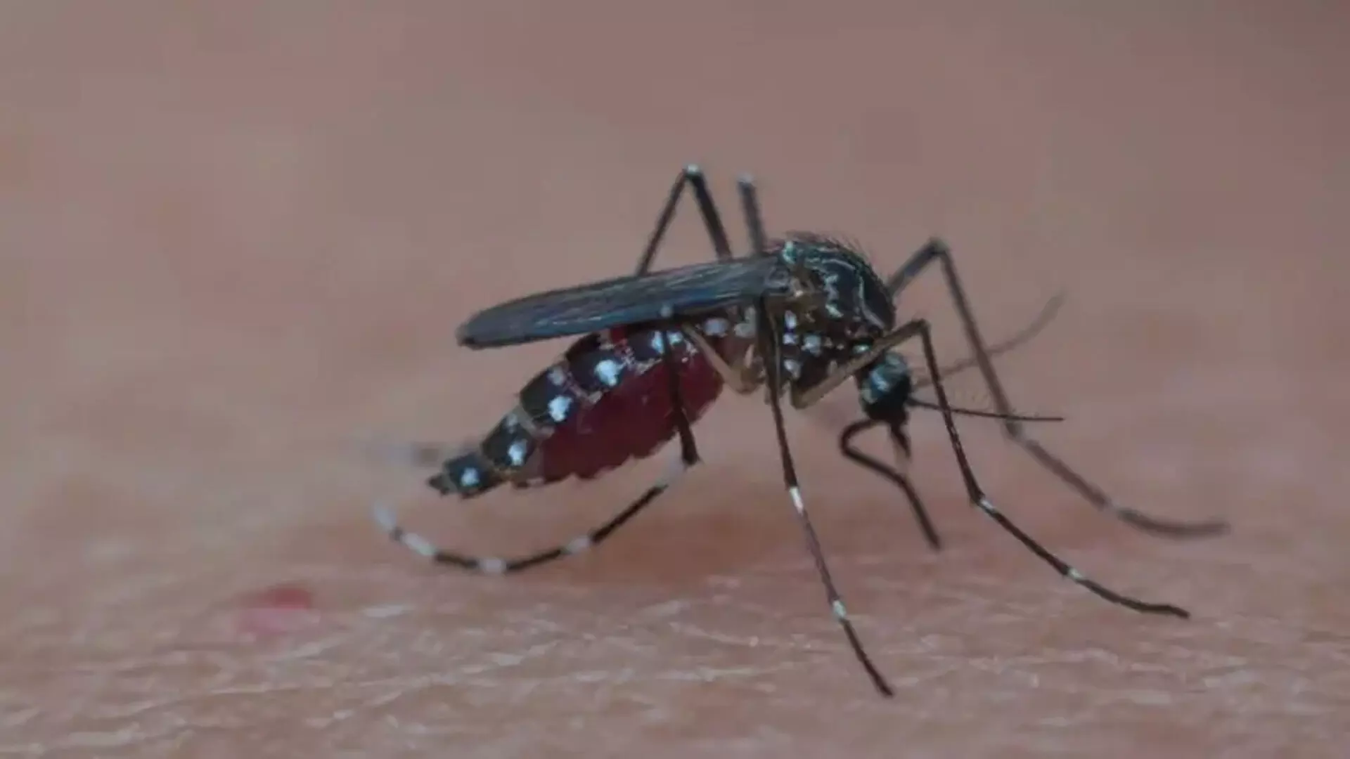 Monsoon के मौसम में डेंगू का खतरा: मच्छरों के प्रजनन को कैसे कम करें