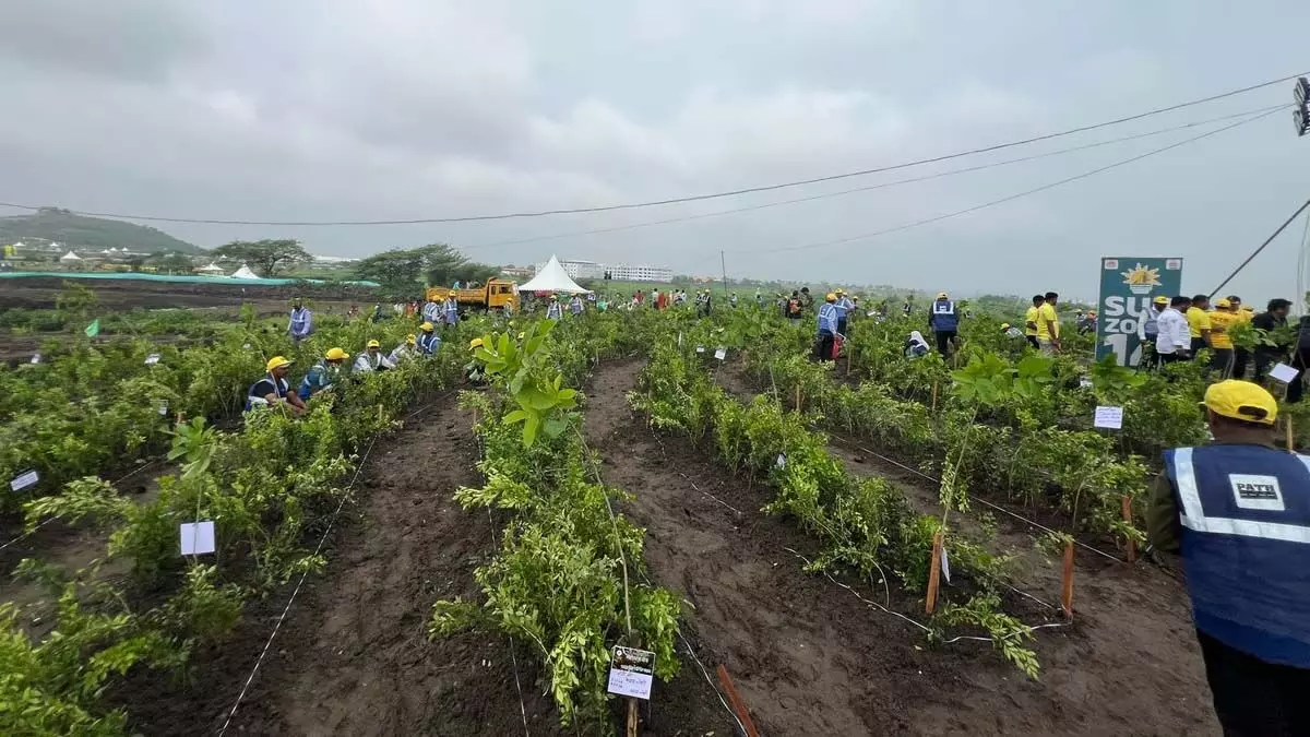 MP News: इंदौर ने एक दिन में 11 लाख पौधे लगाकर बनाया विश्व रिकॉर्ड