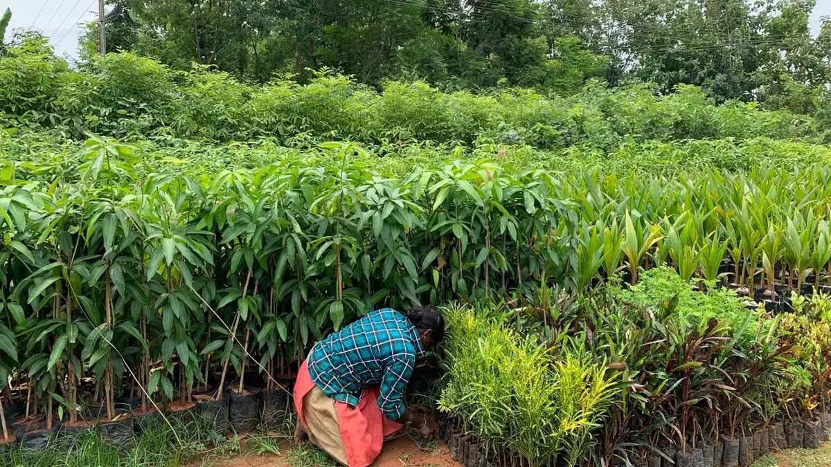 Pudukkottai नर्सरी उत्पादकों ने व्यापार को बनाए रखने के लिए मुफ्त बिजली की मांग की