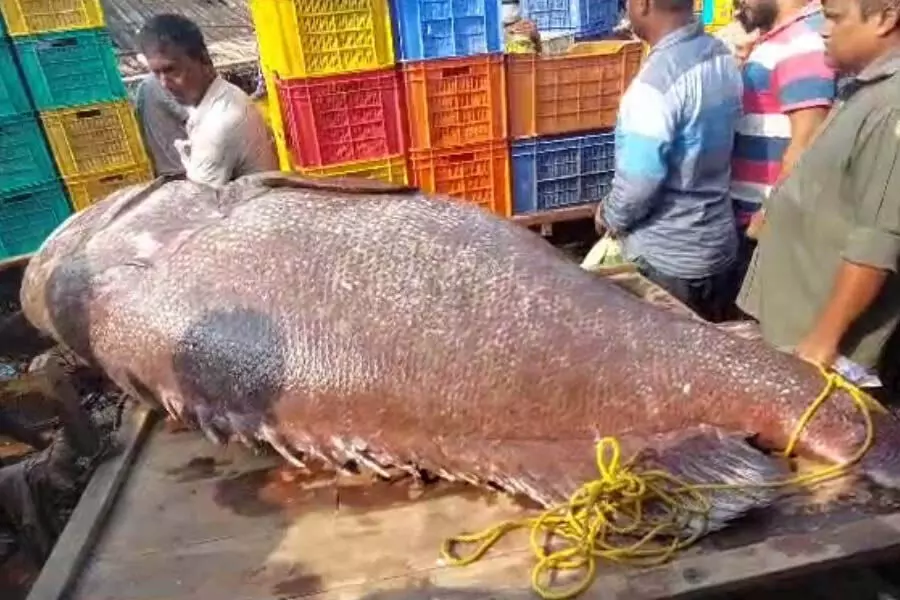 Calcutta: 200 किलोग्राम एक की मछली की ऐतिहासिक नीलामी