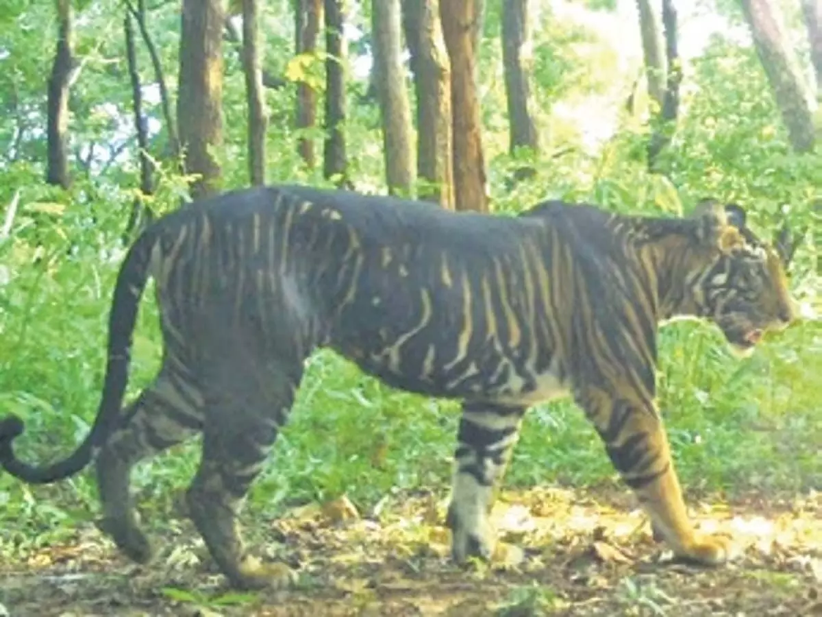 Melanistic tiger safari: ओडिशा सरकार को तकनीकी मंजूरी का इंतजार