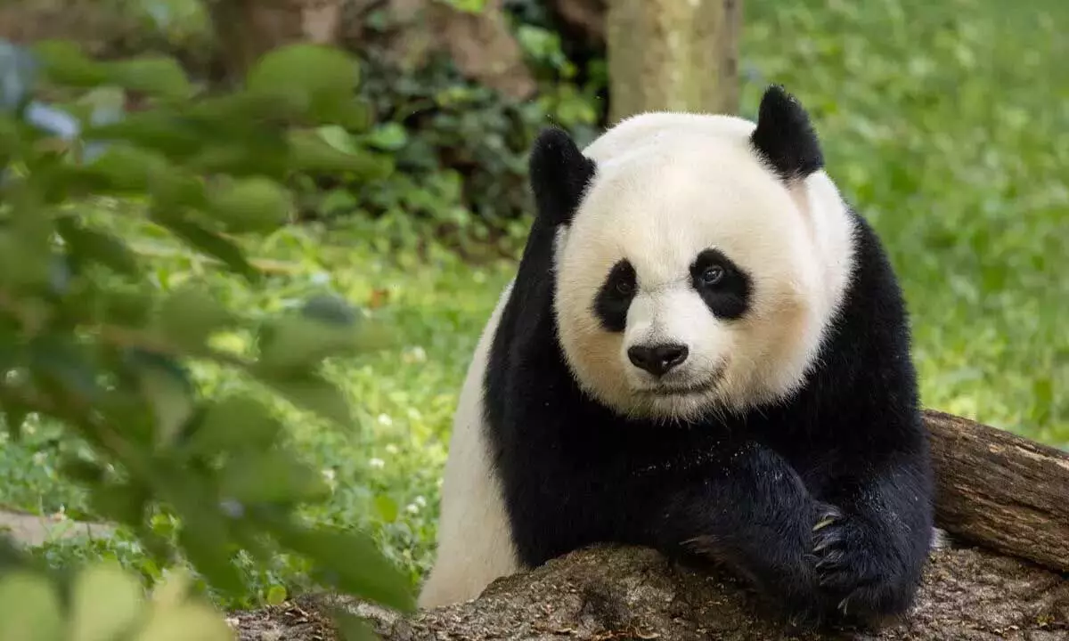 Zoo: डच ओवेहैंड्स चिड़ियाघर में दूसरा विशाल पांडा शावक पैदा हुआ