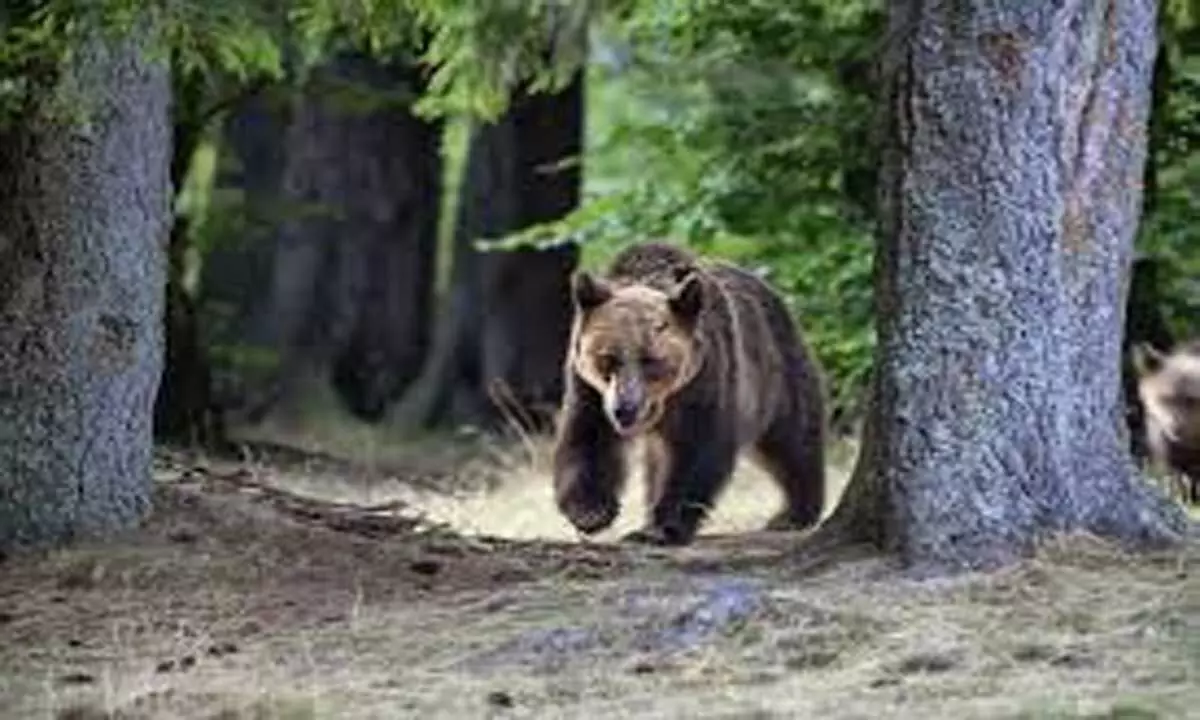 Romania ने यात्रियों में हमले के बाद लगभग 500 भालुओं को मारने की मंजूरी दी
