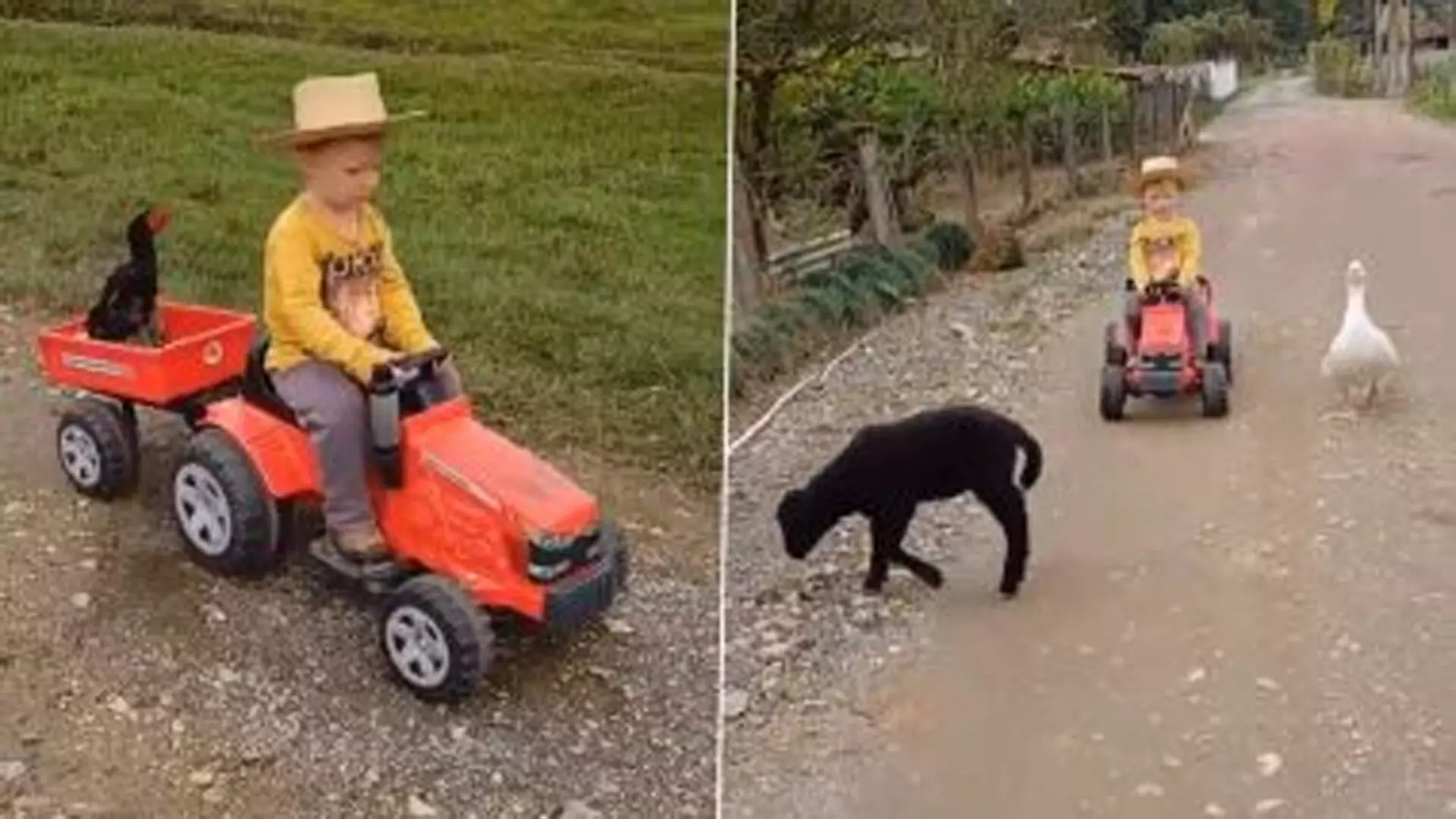 Viral Video: मुर्गे को बिठाकर गाड़ी चलाने लगा बच्चा, साथ दौड़ती दिखी बत्तख और बकरी