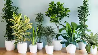 Vastu Tips: घर में लगाएं यह छोटा सा पौधा, धन  को करेगा पूरा