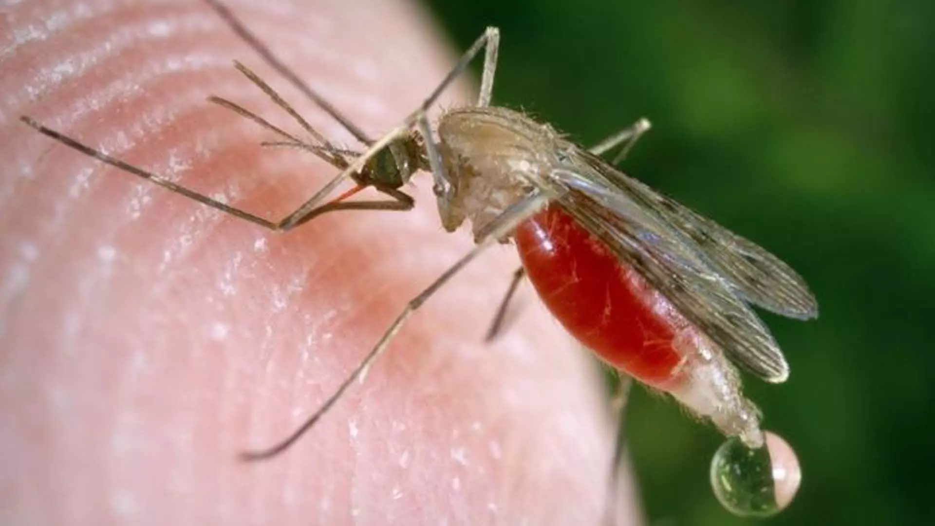 Odisha News: मलेरिया के मामलों में चिंताजनक वृद्धि देखी गई