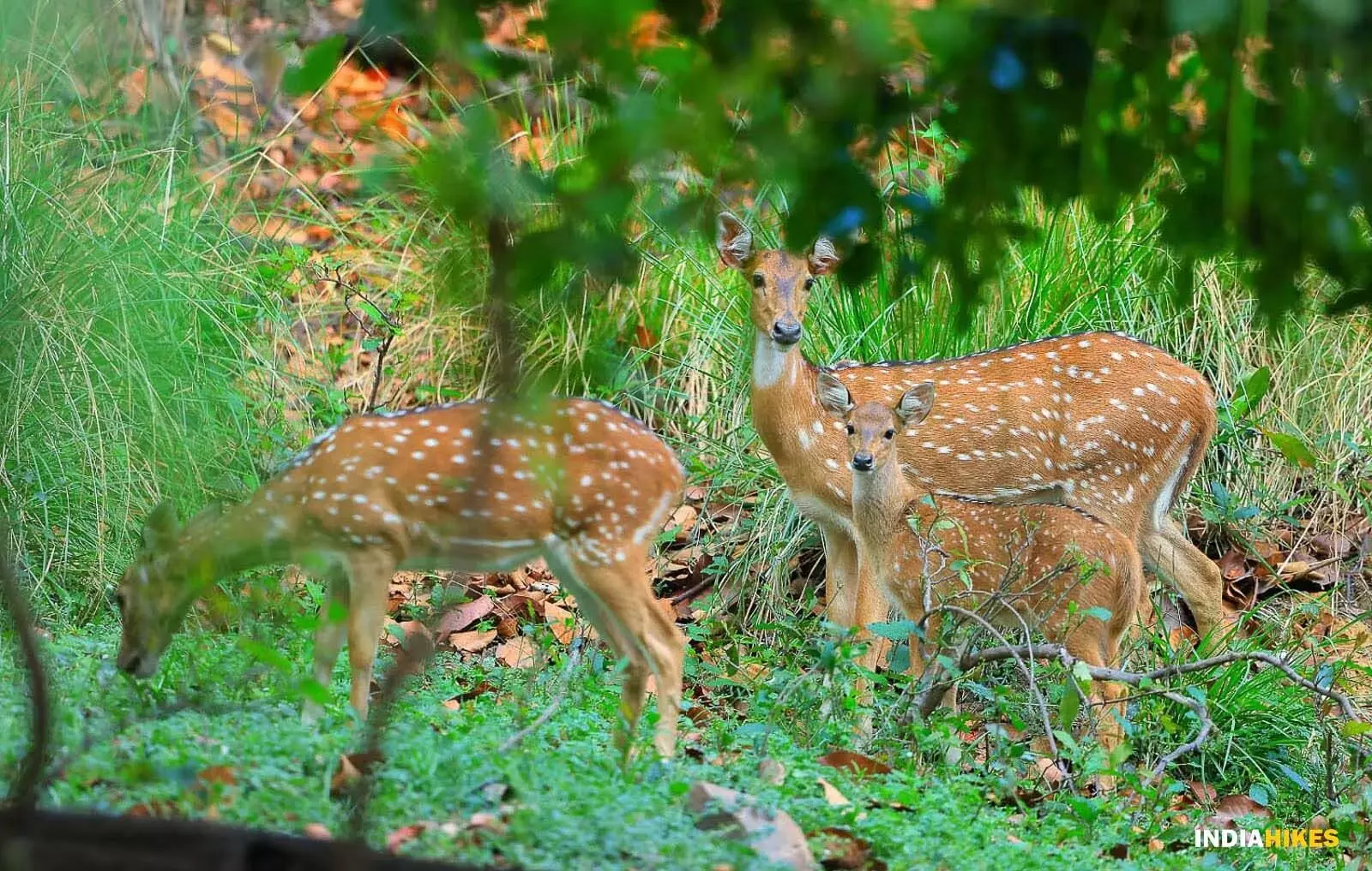 Sambalpur से 115 चित्तीदार हिरणों को देबरीगढ़ अभयारण्य में स्थानांतरित करने की प्रक्रिया शुरू