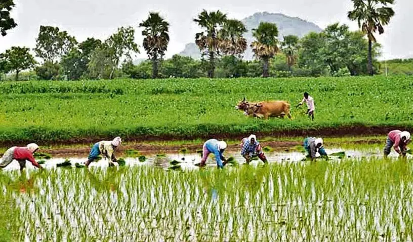 Adilabad: भारी बारिश से निर्मल के किसान खुश, कृषि कार्य में तेजी आई