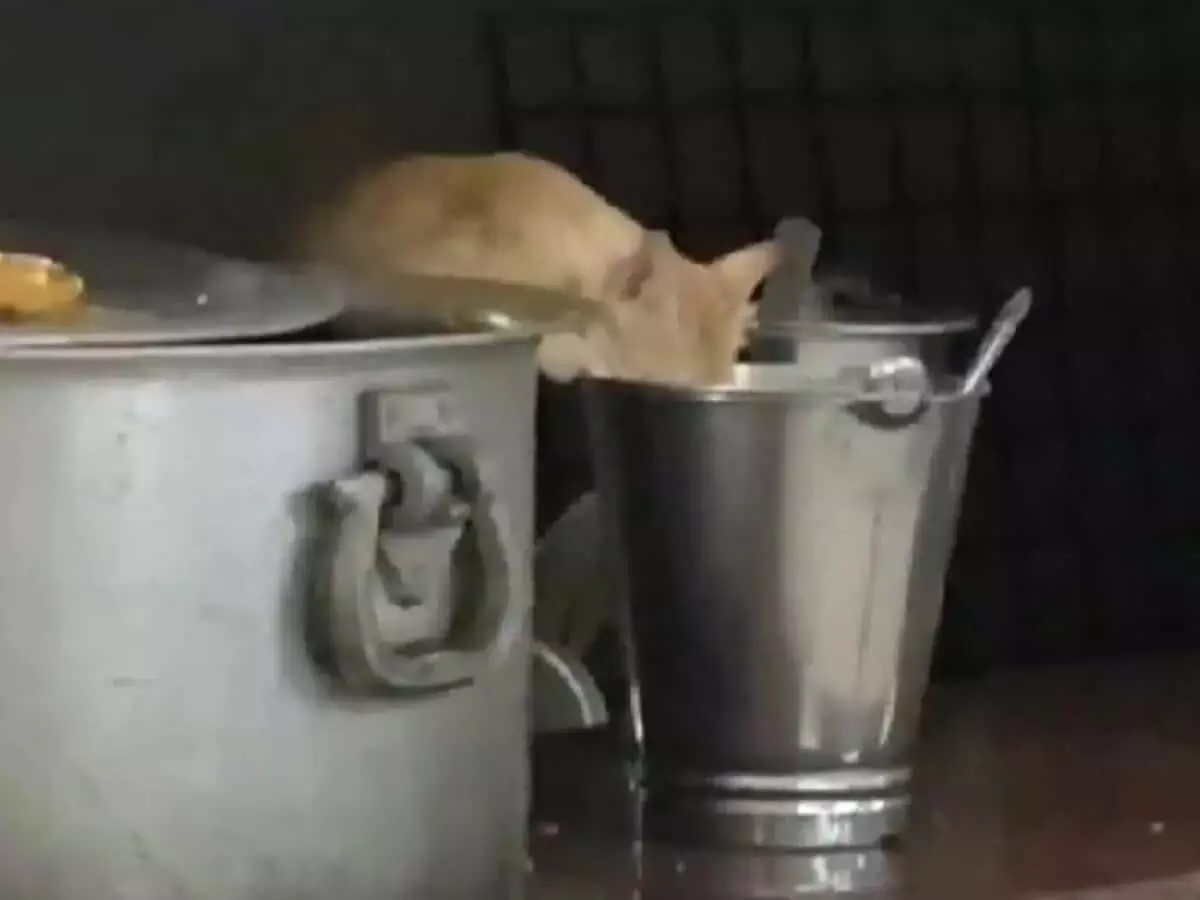 JNTUH परिसर में बिल्ली द्वारा बर्तनों से खाना खाने पर विवाद खड़ा हो गया