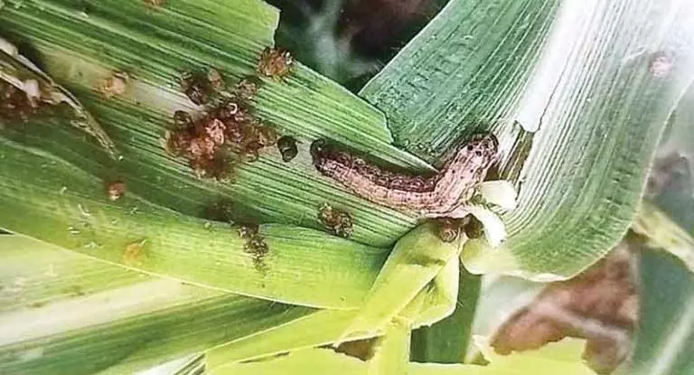 Corn पर सूखे की मार, बिना बारिश खराब होने का खतरा