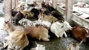 Jaipur : गौशालाओं द्वारा फर्जी अनुदान प्राप्त करने की शिकायतों पर दोषियों के विरुद्ध ठोस कार्रवाई