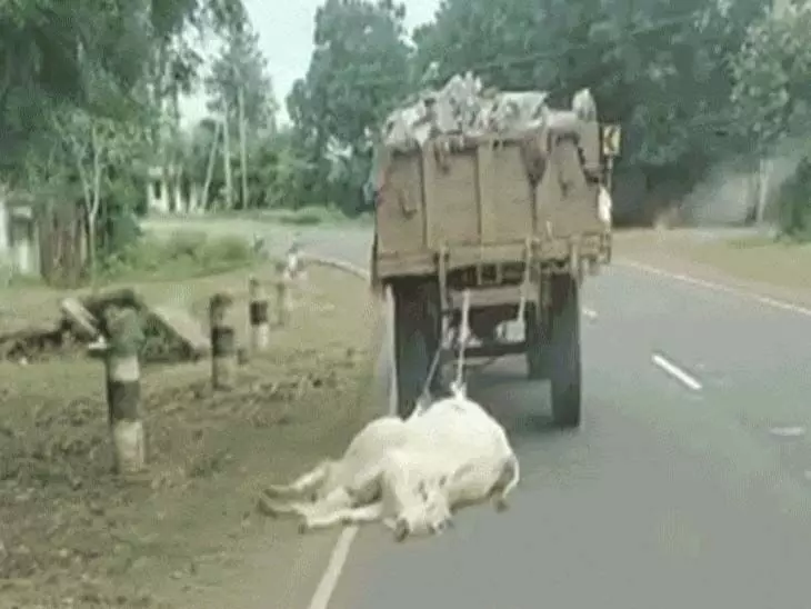 MP: गाय के शव को ट्राली में बांध 2 KM तक घसीटा