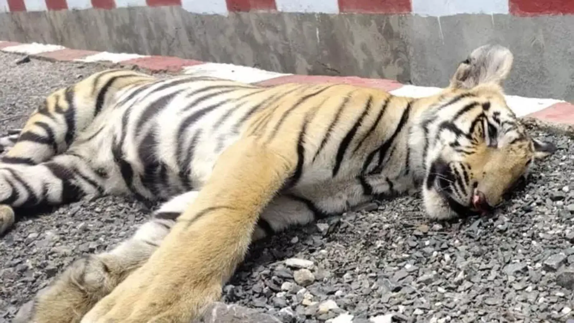 Train की चपेट में आने से बाघ की मौत