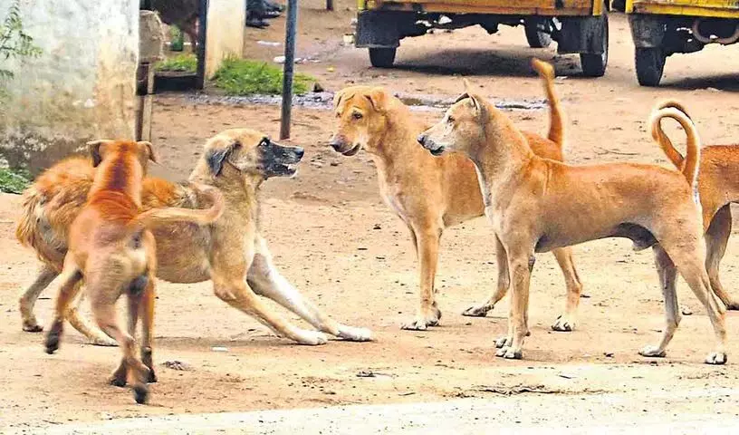 Warangal में आवारा कुत्तों ने 65 वर्षीय व्यक्ति पर हमला किया