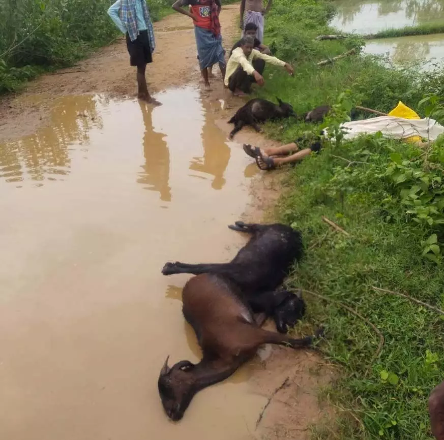 CG BREAKING: करंट की चपेट में आने से 4 बकरियों की मौत
