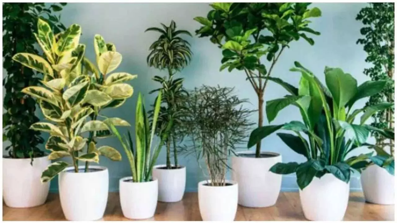 Vastu Tips: घर में भूलकर भी न लगाएं  ये पौधे