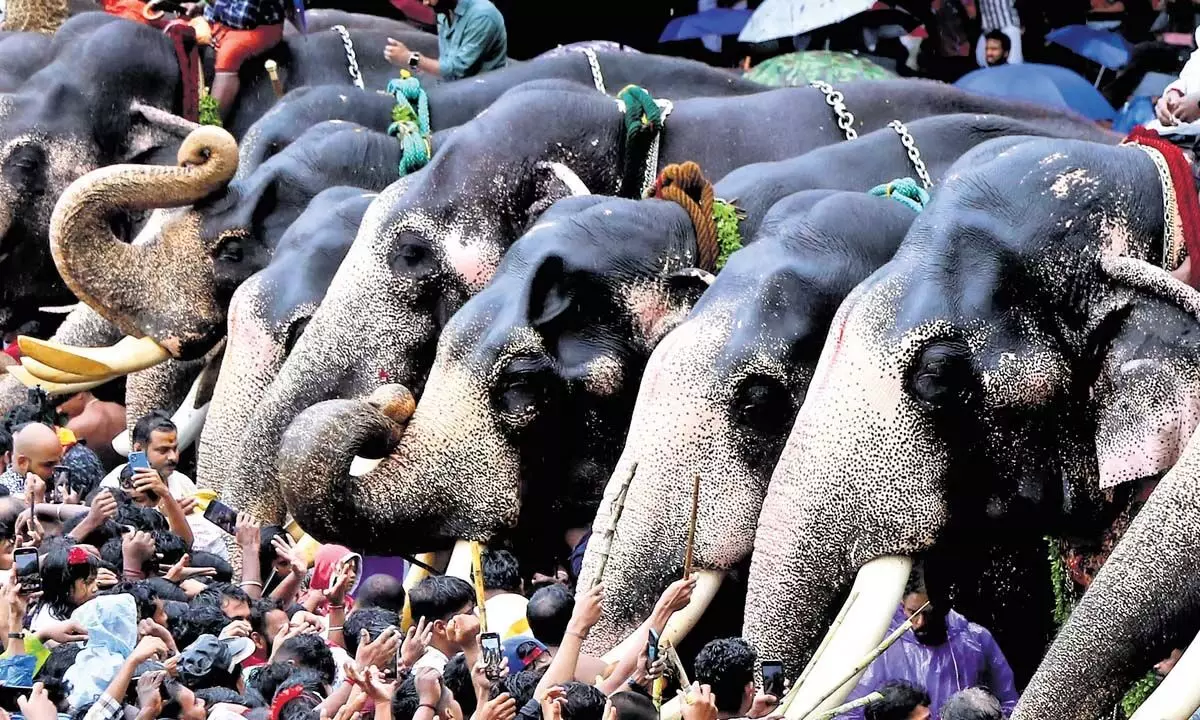 Kerala: त्रिशूर आनायोट्टू में 61 हाथियों ने भाग लिया