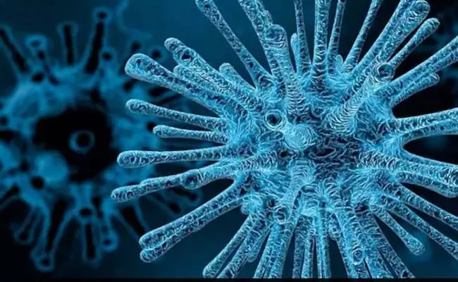 Gujrat: चांदीपुरा वायरस के बारे में वो सब जो आपको जानना चाहिए