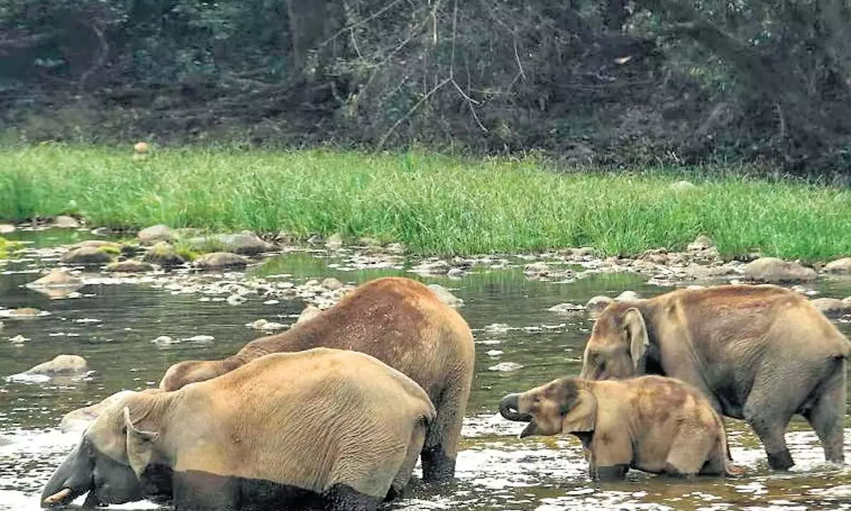 Kerala: केरल में नौ वर्षों में 845 जंगली जानवरों की मौत