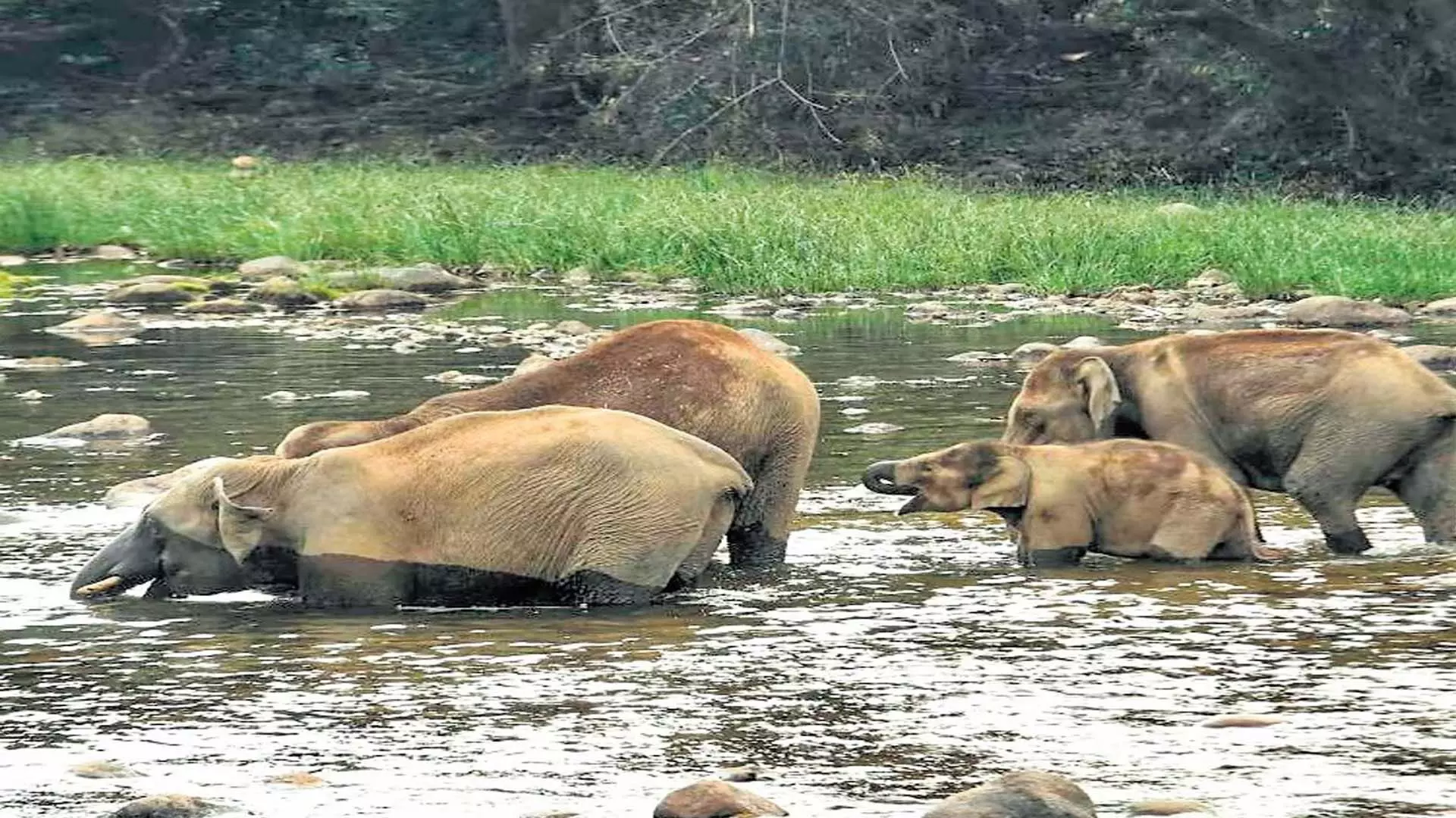 Kerala News: केरल में नौ वर्षों में 845 जंगली जानवरों की मौत