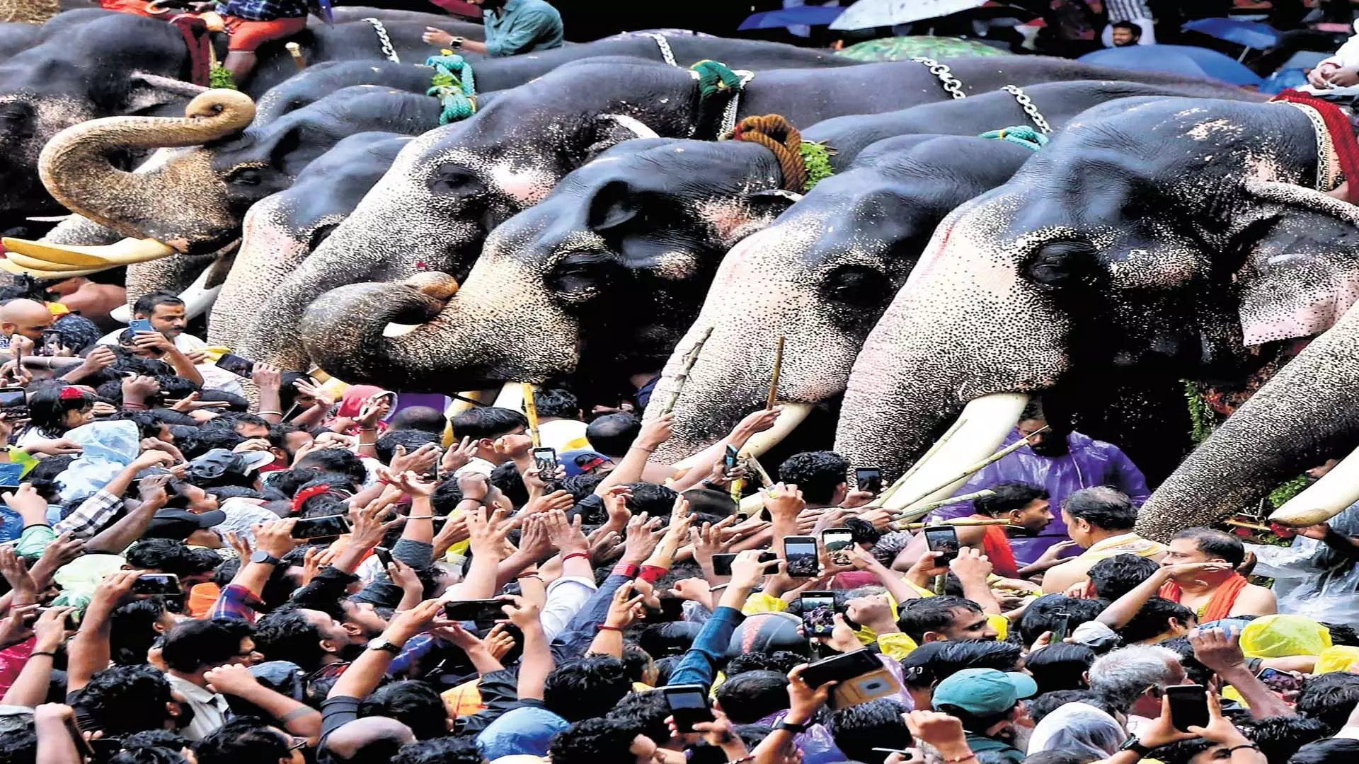 Thrissur: त्रिशूर आनायोट्टू में 61 हाथियों ने भाग लिया