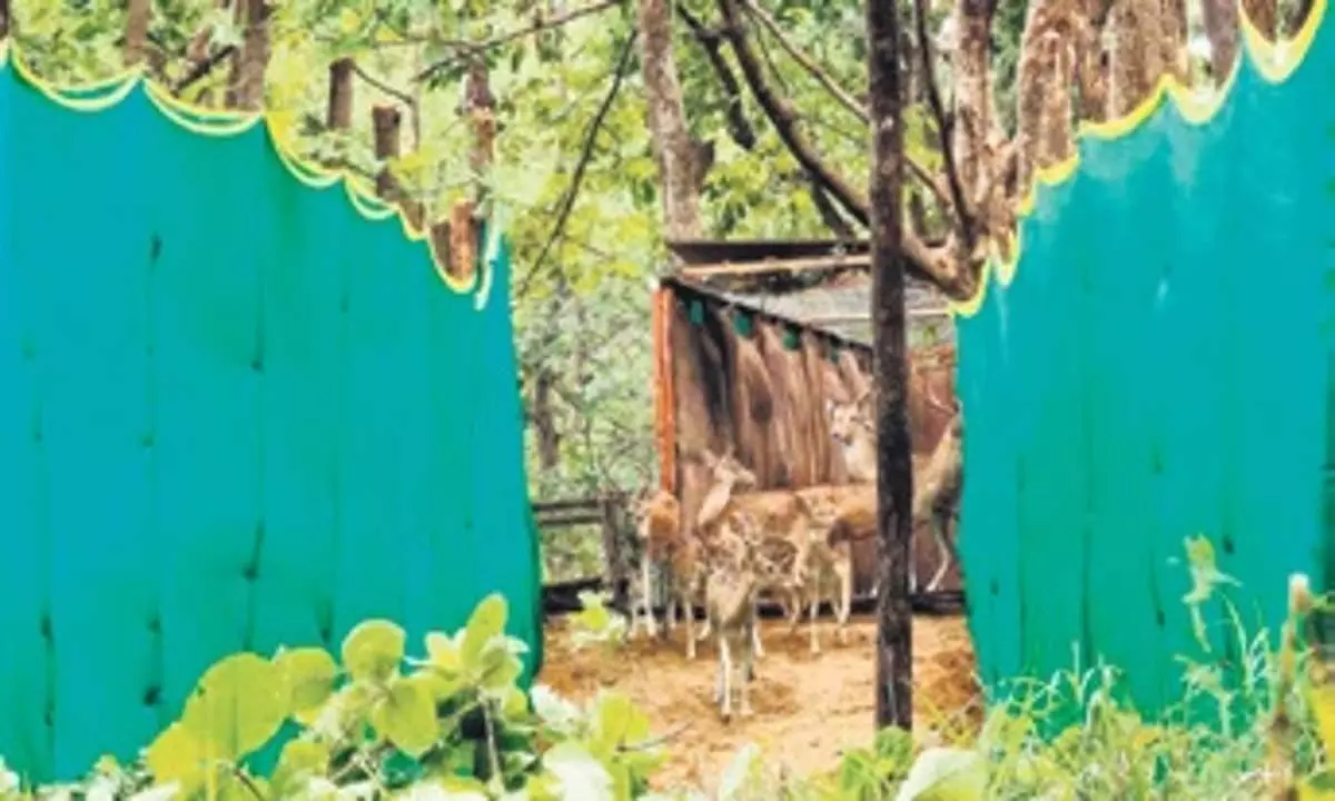 Odisha: 115 चित्तीदार हिरणों को देबरीगढ़ अभयारण्य में छोड़ा जाएगा