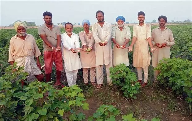 Haryana : कीटों के हमले से किसानों को कपास की फसल उखाड़नी पड़ी