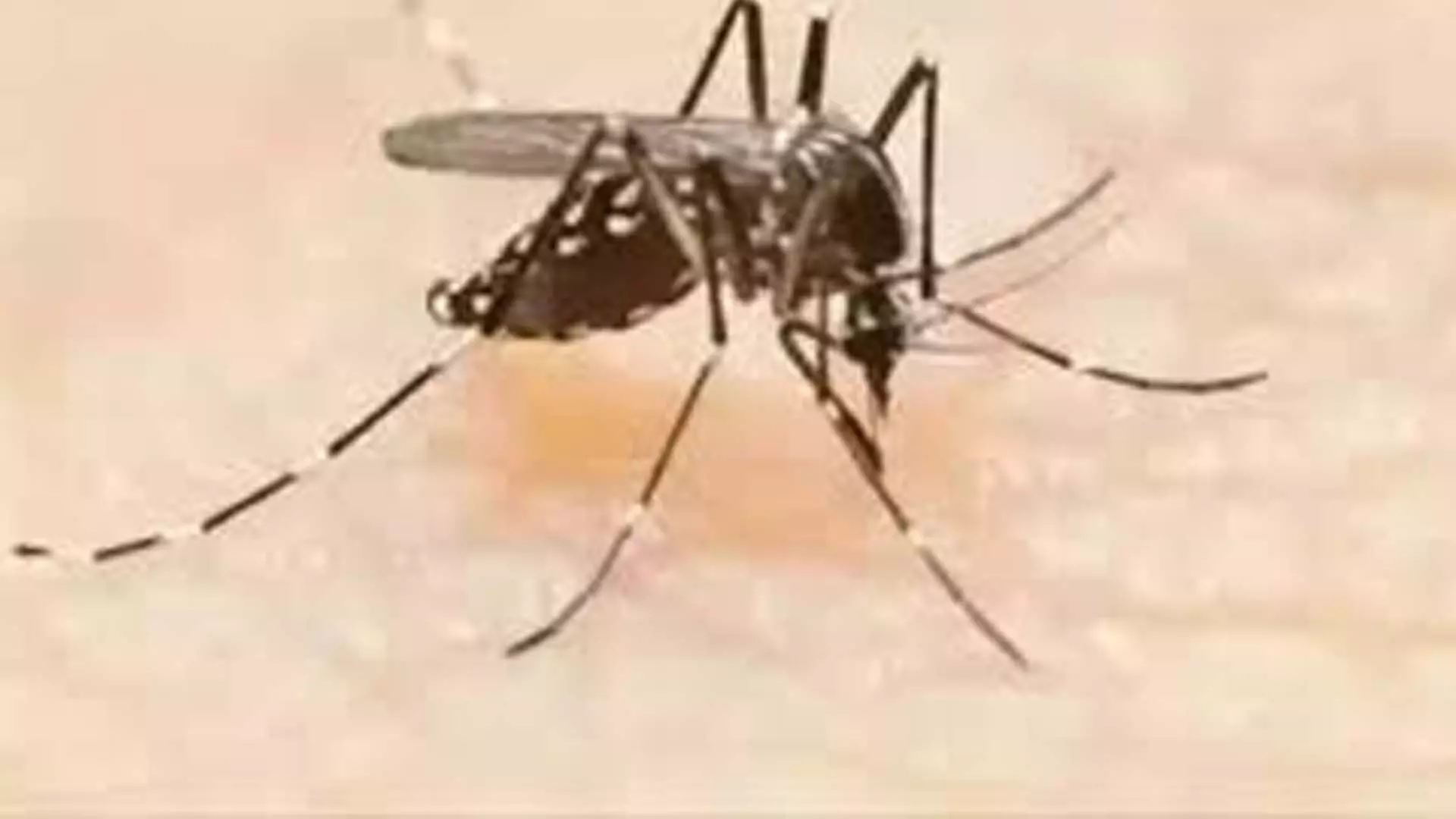 Tamil Nadu News: तमिलनाडु में 15 दिनों में डेंगू से 1,000 से अधिक लोग प्रभावित