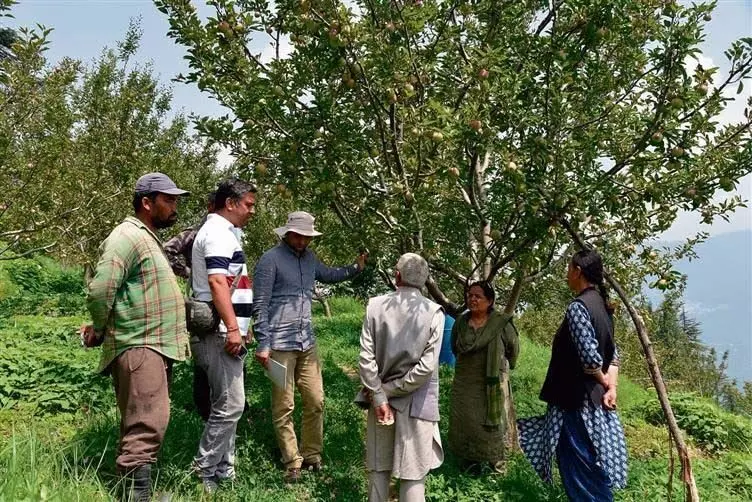 Himachal : नौनी विश्वविद्यालय ने सेब के पत्तों में होने वाले रोग के बारे में क्या करें और क्या न करें की सूची बनाई