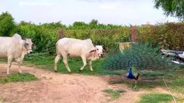 VIDEO: गाय के सामने पंख फैलाकर नाचने लगा मोर, फिर जो हुआ