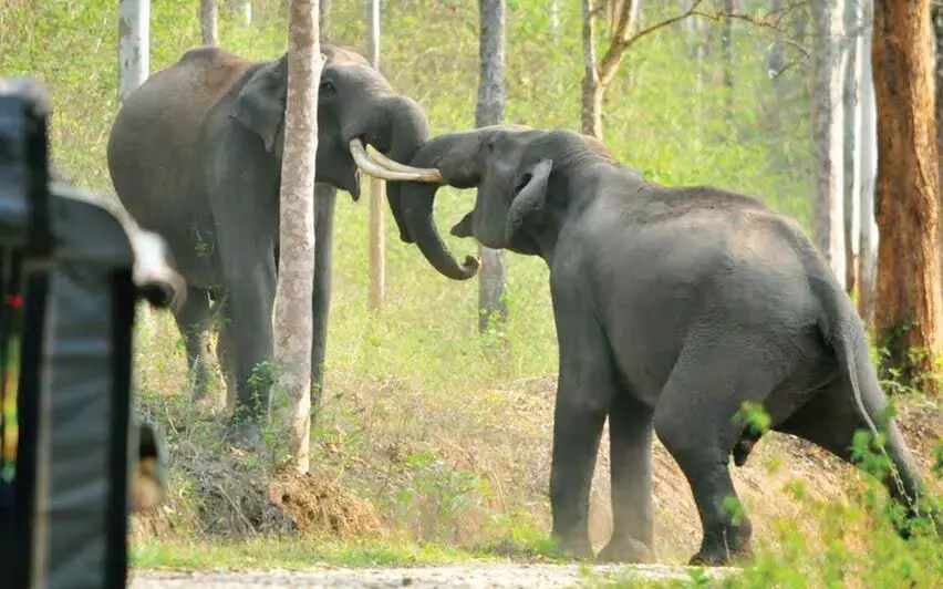 Kerala में जंगली हाथियों की आबादी में भारी गिरावट