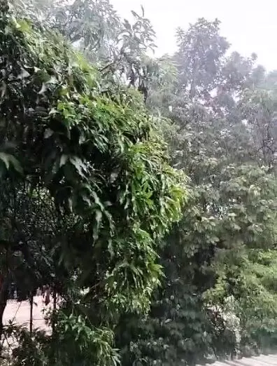 झमाझम बारिश हो रही Raipur में, वीडियो