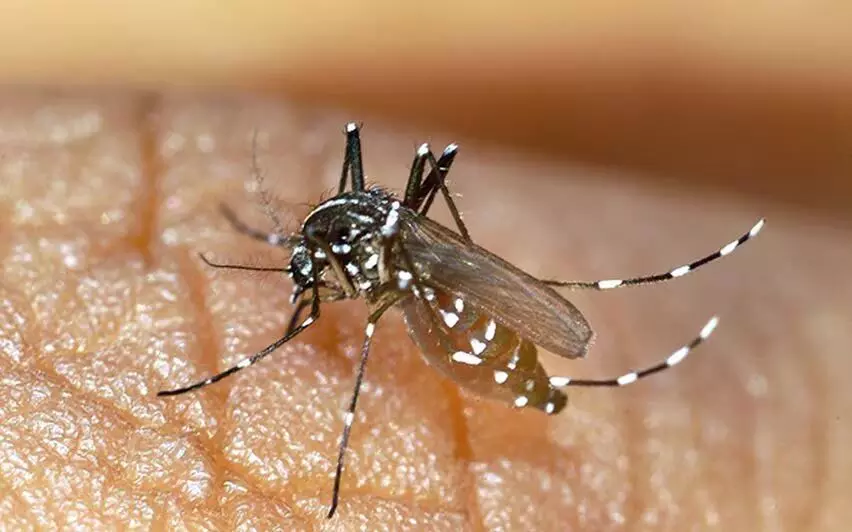 KERALA : मच्छरों को खत्म करने के लिए केरल का गांव हत्या मोड पर