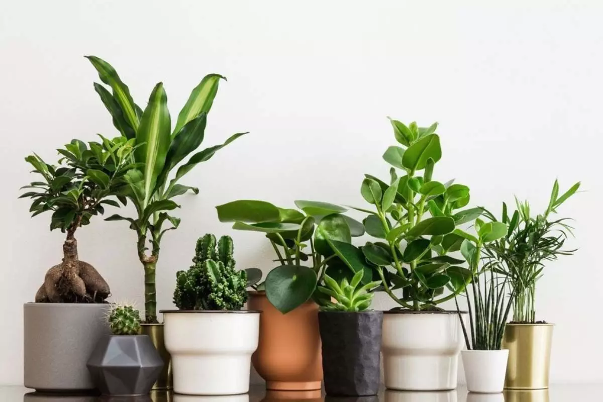 Vastu Tips: घर में भूलकर भी न लगाएं ये चार पौधे