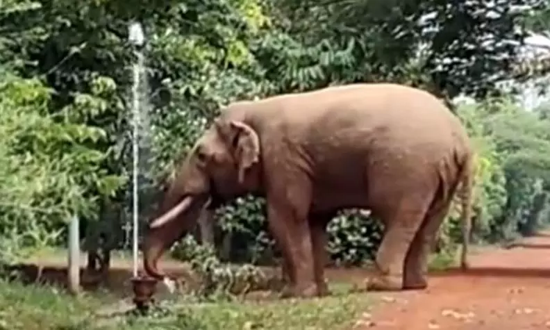 Bhubaneswar में नल से पानी पीते दिखा हाथी
