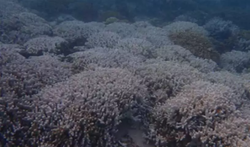Taiwan: गर्मी की लहर के कारण ताइवान के आसपास के जल में प्रवाल विरंजन का पता चला