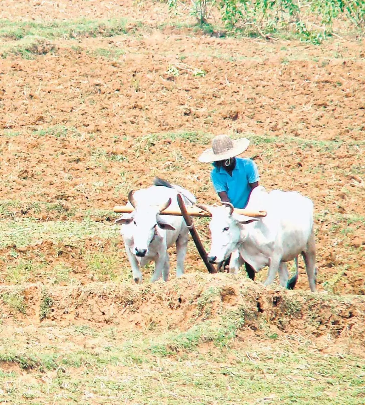 Karnataka : मिट्टी में बढ़ते नाइट्रोजन प्रदूषण से कृषि क्षेत्र प्रभावित हो रहा है,  रिपोर्ट में कहा गया