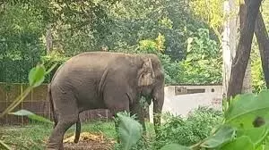 Gorakhpur: लावारिस हाथी गंगाराम जल्द चिड़ियाघर में होगा शिफ्ट