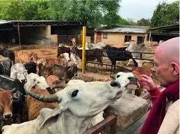 Bharatpur: राधाकृष्णन गौ सेवा समिति ने गौशाला में गायों के लिए डलवाया चारा